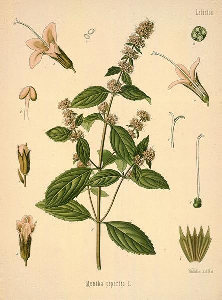 Aromatične droge- stomahici, karminativi i holagozi Menthae piperitae folium- list pitome nane Biljka: višegodišnja zeljasta biljka. Stabljika četvorougaona visine do 1m.