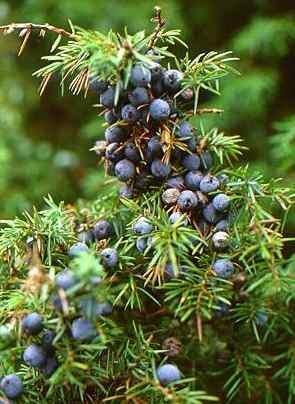 Aromatične droge diuretici Juniperi fructus- bobičaste šišarice kleke Biljka: zimzeleni žbun ili nisko drvo, visine do 12m. Po tri četine su raspoređene u pršljenu. Biljke dvodome.