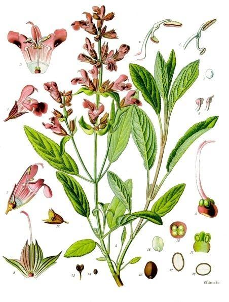 Aromatične droge antiseptici Salviae folium- list žalfije Biljka: višegodišnji, zeljasti žbun. Stabljika uspravna, visine do 70cm.