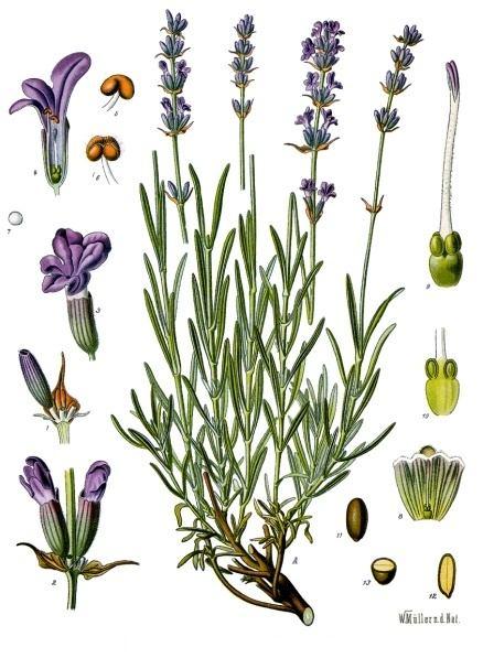 Aromatične droge rubefacijensi Lavandulae flos- cvet lavande Biljka: višegodišnja zeljasta biljka. Stabljika četvorougaona, visine 20-60cm. Listovi naspramni, linearni, prekriveni mehaničkim dlakama.