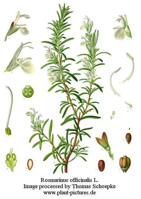 Aromatične droge rubefacijensi Rosmarini folium- list ruzmarina Biljka: višegodišnji zimzeleni žbunić. Listovi naspramni, na kratkim drškama, kožasti. Po 5-10 cvetova sakupljeno u cimozne cvasti.