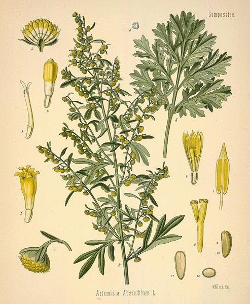 Aromatične gorke droge Absinthii herba- herba belog pelena Biljka: višegodišnja zeljasta biljka. Stabljika uspravna, prekrivena mehaničkim dlakama, visine do 1m.