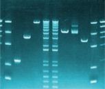 DNA sequencing: Τεχνική προσδιορισµού της αλληλουχίας τµήµατος ή ολόκληρου του γενετικού υλικού.