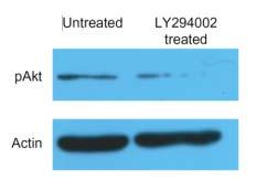 inhibitor MEK-1 PD98