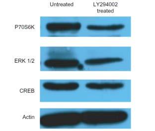 LY294002 asupra activităţii moleculei ţintă a modulării expresiei unor molecule de semnalizare Fiziologic, PI3K acţionează direct asupra Akt, activând această moleculă prin fosforilare.