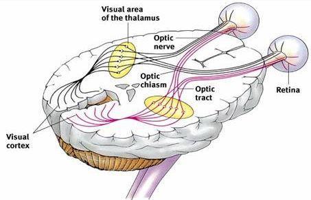 Signals produced by the neural cells in the retina are propagated then into the brain