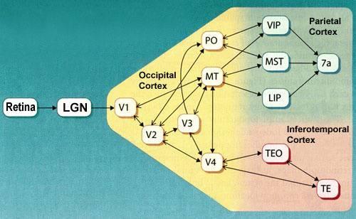 Ventral visual stream seems to be involved in