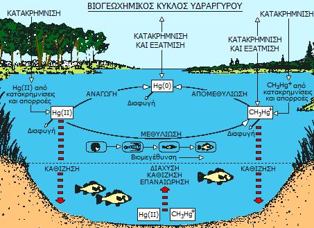 ελεύθερου ιόντος Cu.