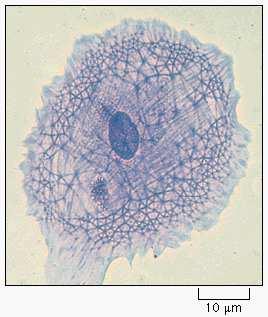 citoplazmu Mikrotubuli Uloge citoskeleta 1.