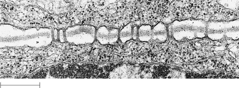 0.5 µm Plazmodezmiji Plazmatske membrane Plazmodezmije Plazmodezmij ma povezani kanali koji prolaze kroz staničnu stijenku biljnih stanica omogućuju