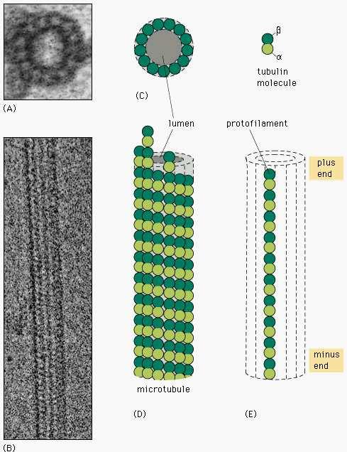 Funkcija mikrotubula 1. Održavanje oblika stanice (otpornost na pritisak) 2. Pokretanje kromosoma tijekom diobe stanica (centrioli, diobeno vreteno) 3.