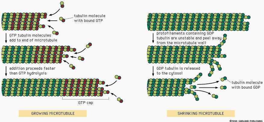 Lidija Šver Mikrotubuli nastaju udruživanjem tubulinskih dimera 24 nm 14 nm 5 nm heterodimer 8 nm mikrotubuli su sastavljeni od spiralno zavijenih α- i β- tubulinskih monomera (2 različite