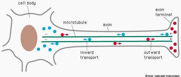 Uloga mikrotubula u unutarstaničnom pomicanju organela Pomicanje mjehurića između ER i GA, te GA i stanične membrane Transport mjehurića s neurotransmiterima u aksonima živčanih stanica Transport