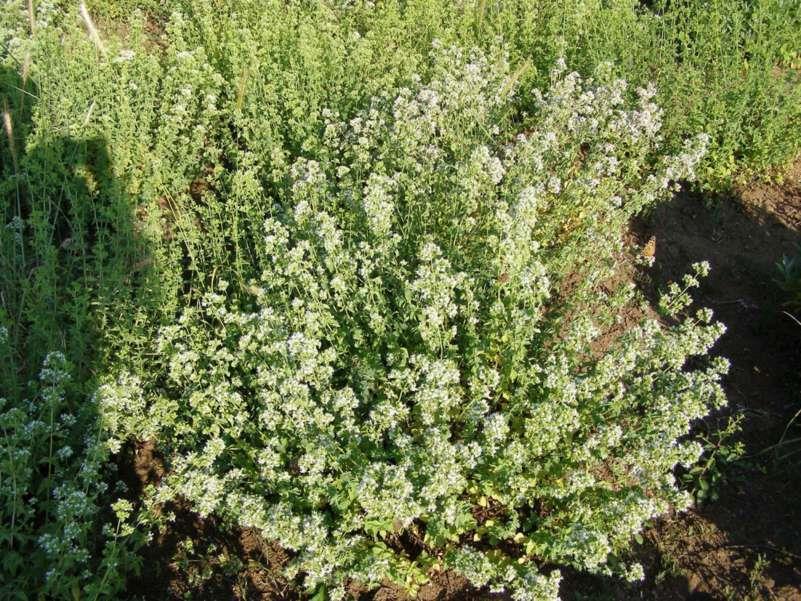 Ρίγανη Η ρίγανη είναι αρωματικό ποώδες, πολυετές, ιθαγενές και θαμνώδες φυτό της Μεσογείου. Το φυτό έχει ύψος 20-80 εκ., έχει φύλλα αντίθετα μήκους 1-4 εκ.