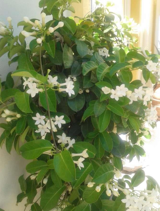 Στεφανωτή Stephanotis floribunda, της οικογενείας Asclepiadaceae, το γιασεμί της Μαδαγασκάρης, με ωραία εμφάνιση και ωραίο άρωμα.