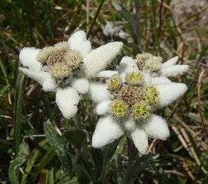 Εντελβάις Το Εντελβάις είναι ένα μικρό, άσπρο και χνουδωτό φυτό με άνθη, χωρίς καθόλου άρωμα που ανήκει στην οικογένεια των συνθέτων.