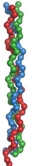 Globular Proteins חלבונים אלו מאורגנים ככדור (פקעת).
