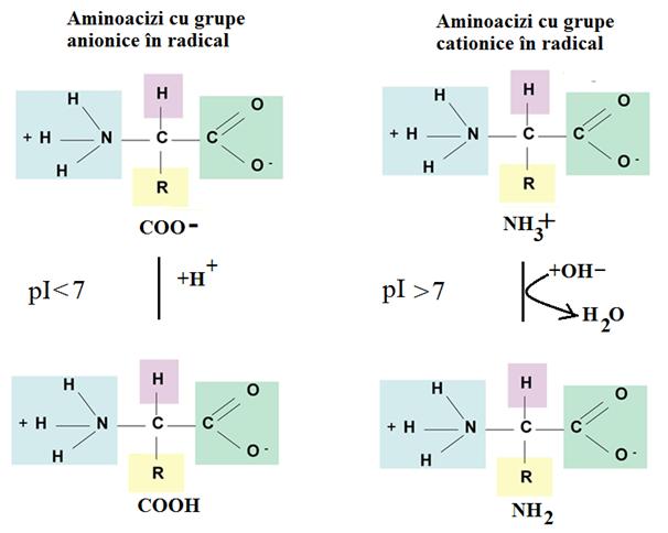 Astfel, punctul izoelectric al aminoacizilor va varia de la valori scăzute (pi<7) pentru aminoacizi acizi (pi=2,87 pentru acidul aspartic) la valori ridicate (pi>7)