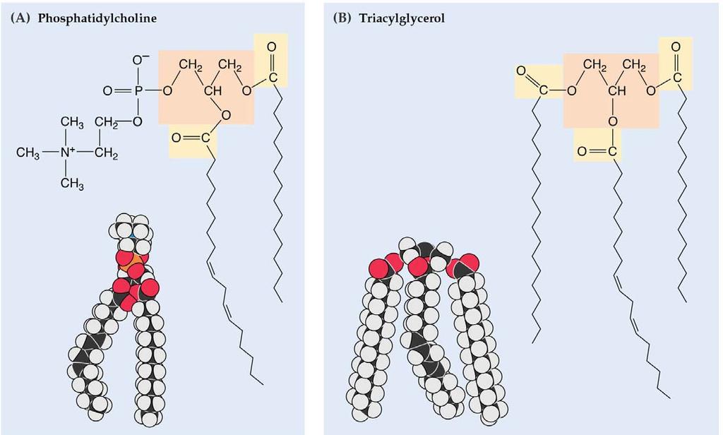Note que la fosfatidilcolina es diferente a la mostrada