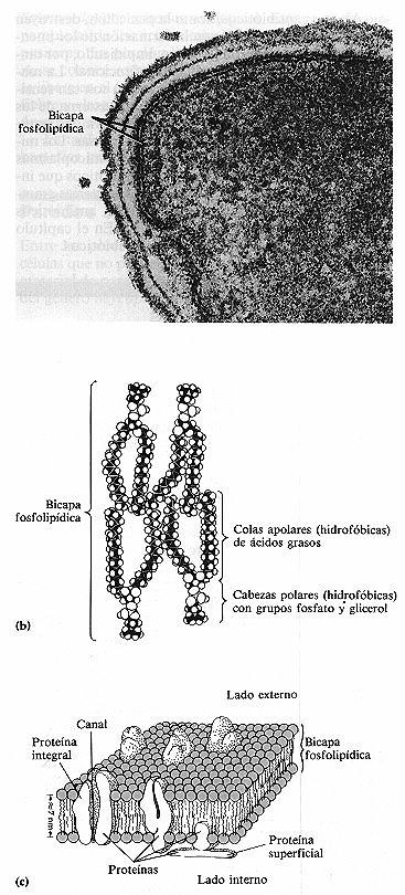 Membranas