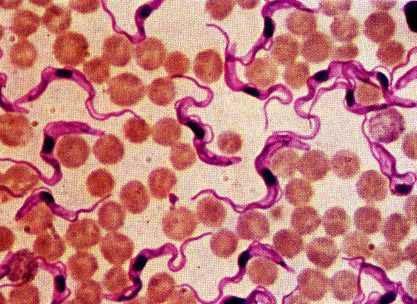 Trypanosoma brucei, Τ.