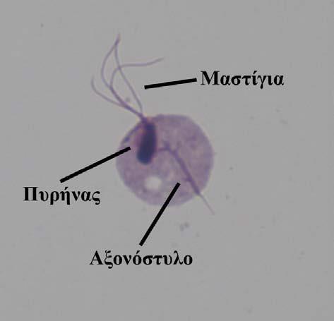 Αντιπρόσωπος: Τrichomonas vaginalis - Παθογόνο Πρωτόζωο - Προσβάλλει το ουρογεννητικό σύστημα και