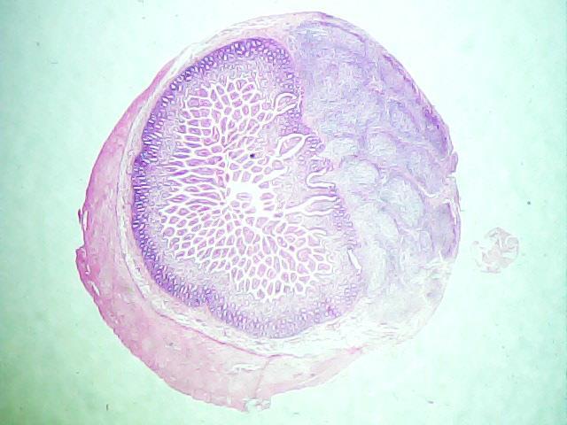 Toxoplasma gondii (παράσιτο της γάτας, υπεύθυνο για την εμφάνιση σοβαρών ασθενειών σε άτομα που πάσχουν από HIV και εγκυμονούσες