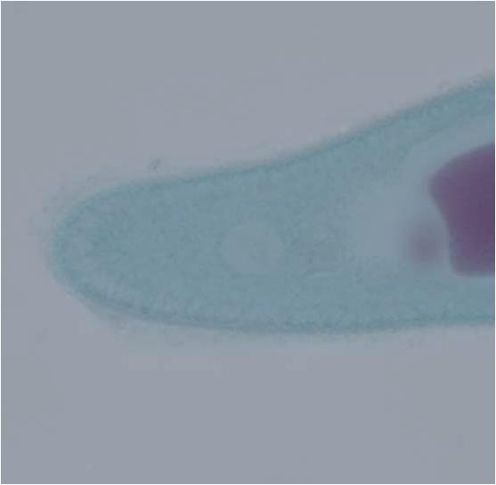 Μικροπυρήνας Μακροπυρήνας Σφυγμώδες κενοτόπιο Paramecium caudatum: