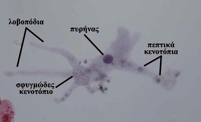 Σαρκώδη? Αμοιβαδίδες (Amoebidae) Amoeba A.