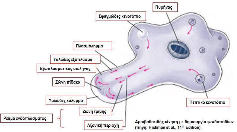 ΚΛΑΔΟΣ: ΑΜΟΙΒΑΔΟΖΩΑ (ΑΜΟΙΒΑΔΕΣ) Αντιπρόσωπος: Amoeba proteus - H Ταξινόμηση δεν έχει ολοκληρωθεί - Mονοκύτταρος οργανισμός με ψευδοπόδια (λοβοπόδια) - Ζουν μέσα σε γλυκά νερά, έλη και λίμνες.