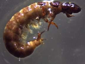 Coleoptera Diptera Добијени резултати су