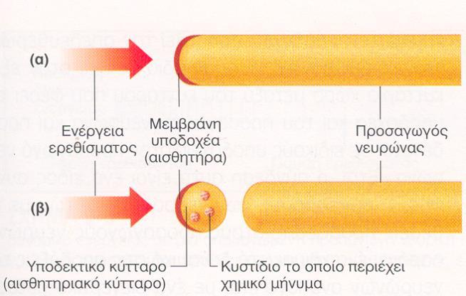 Οι υποδοχείς μπορεί να είναι: Α) εξειδικευμένες απολήξεις των προσαγωγών νεύρων Β) διαφορετικά κύτταρα που επηρεάζουν τις τελικές απολήξεις των προσαγωγών