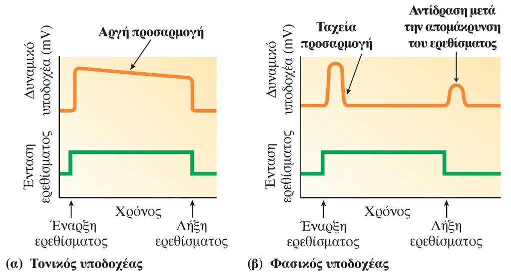 Τονικοί και φασικοί υποδοχείς (α) Ένας τονικός υποδοχέας δεν προσαρμόζεται καθόλου ή προσαρμόζεται αργά σε συνεχές ερέθισμα και επομένως παρέχει συνεχή πληροφορία για το ερέθισμα.