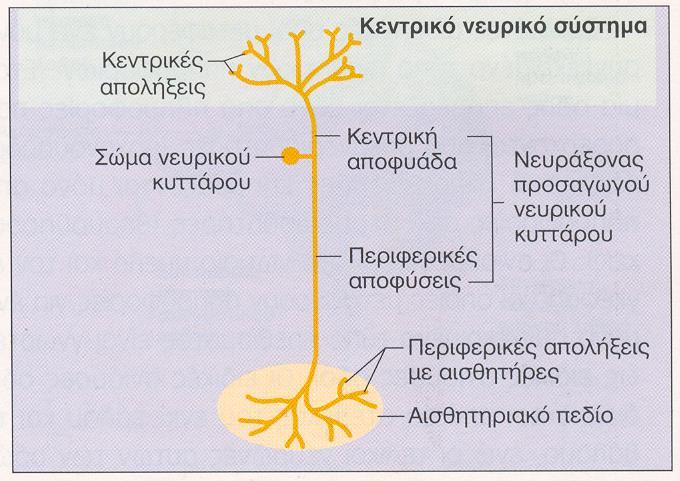 Αισθητική οδός Ένα μονήρης προσαγωγός νευρώνας με όλες τις τελικές του απολήξεις συνιστά μια αισθητική μονάδα Το τμήμα του