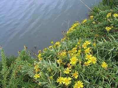 lobodka) Inula crithomoides (Obmorski