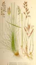 b) listopadni sklerofiti c) stipa kserofiti Sem