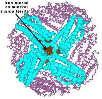 Zásobné železo Fe v bunke sa viaže so špecifickým proteínom apoferitínom a vytvára FERITÍN (komplex apoferitínu a Fe(OH)3) FERITÍN: - Červenohnedý proteín rozpustný vo vode - Predstavuje zásobáreň
