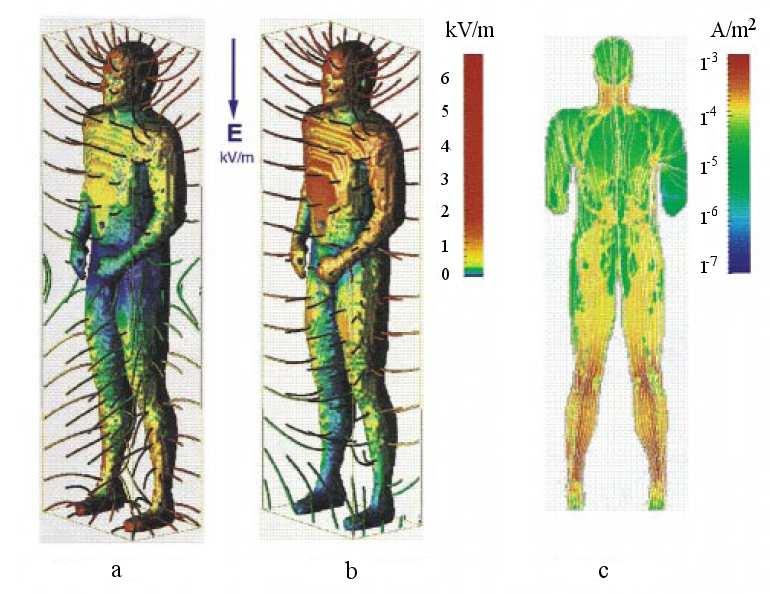 Obr. Ľudské elo vyavené uniformnému elekrickému poľu kv/m na frekvencii 60 Hz. Rozloženie povrchového náboja v prípade a) osoby vo voľnom prieore b) osoby ojacej na uzemnenej podložke.