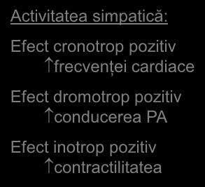 Afectarea activității de pacemaker din nodul SA Activitatea simpatică NE și E cresc activitatea canalelor I f Legarea de receptorii β 1 adrenergici activează camp și cresc durata deschiderii
