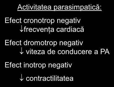 timpului de atingere a valorii de prag = scăderea ratei de descărcare a PA Activitatea parasimpatică: Efect