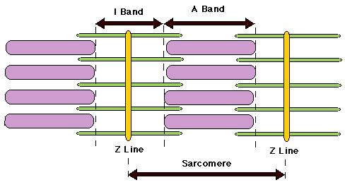 Structura sarcomerului