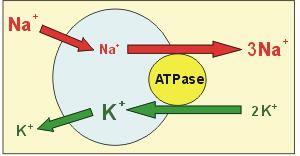 Pompa Na + /K + ATP-dependentă Menţine gradientul ionic transmembranar Consum