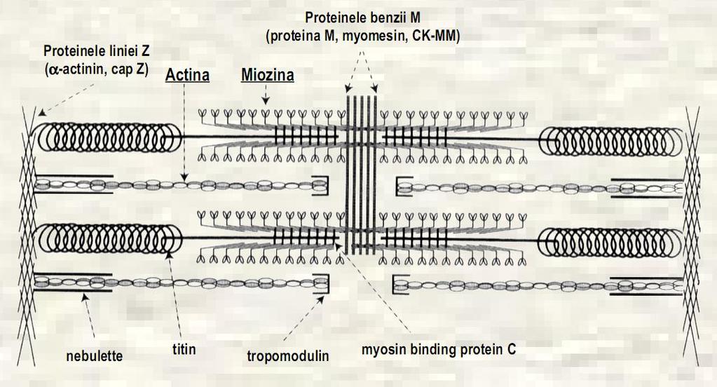 Proteinele