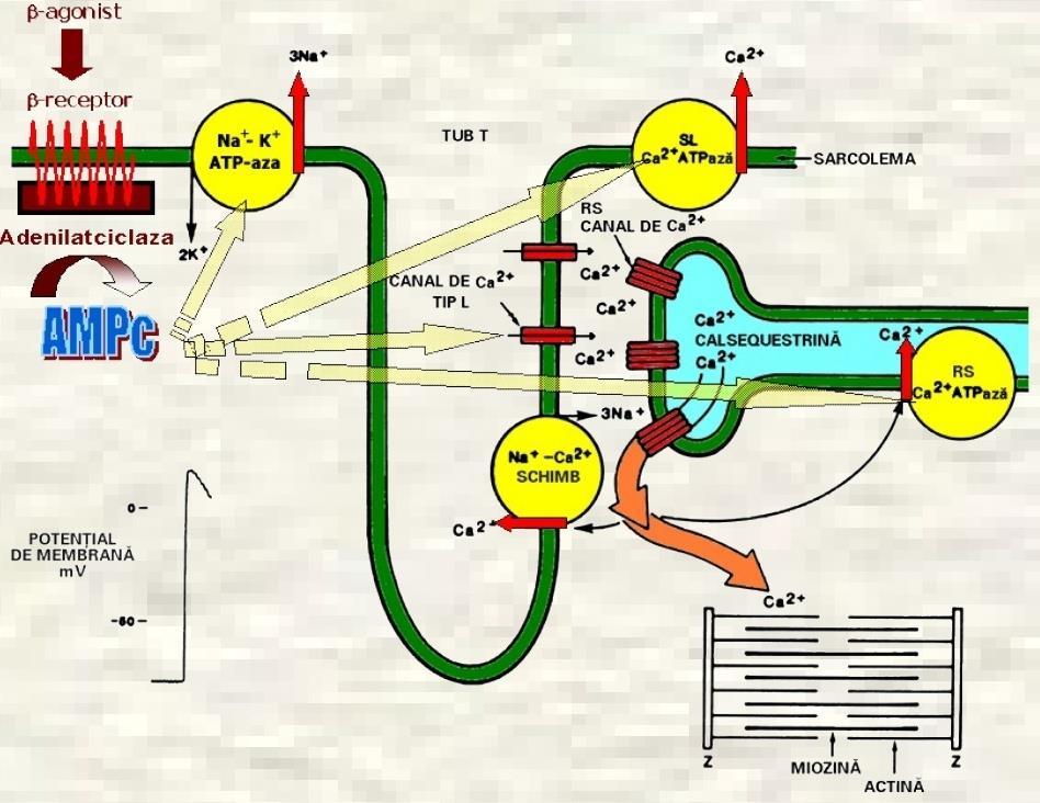 Efectele Stimularii Simpatice