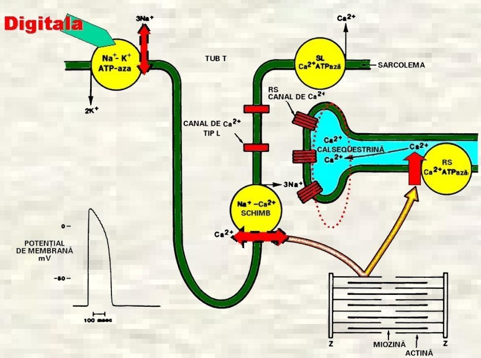 Glicozizii Cardiaci