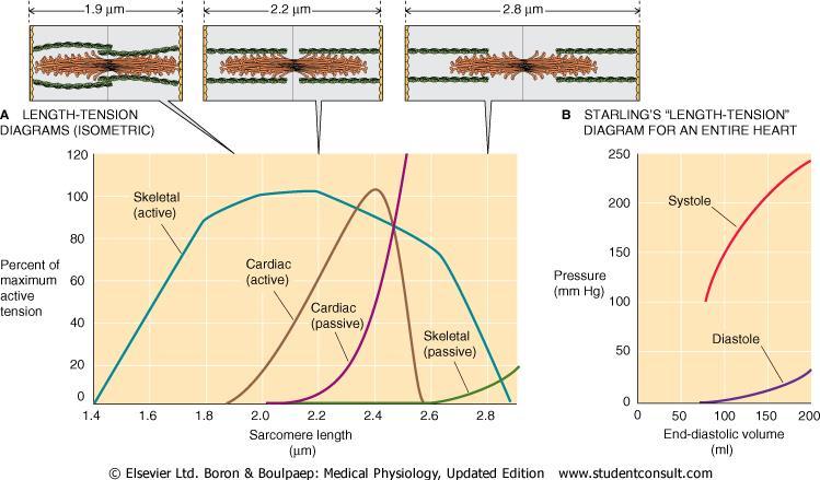 In fibra miocardica, la 85% din lungimea optima este atinsa doar 10-15% din forta maxima Modificarile ultrastructurale nu explica decat partial portiunea
