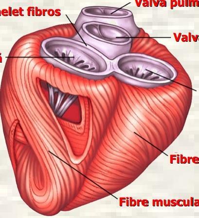 Contractia Miocardului Ventricular Contractia fibrelor circulare reduce diametrul transversal al cavitatii, scurtarea fibrelor longitudinale reduce axul longitudinal, iar contractia fibrelor oblice