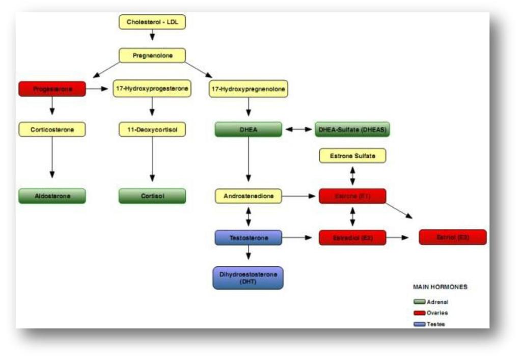 Impactul hormonilor sexoizi asupra sistemului cardiovascular a fost relativ puțin cunoscut, însă în ultima decadă, o multitudine de studii au evidențiat rolul acestora în condiții fiziologice și în