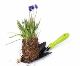 farfuria: 304 Code: 00320105 Γλάστρα μαργαρίτα Νο 430 Flowerpot Daisy Ghiveci daisy Αντιστοιχεί με πιάτο Μatches plate Corespunde cu farfuria: 301 Code: 00320113 Γλάστρα μαργαρίτα Νο 429 Flowerpot