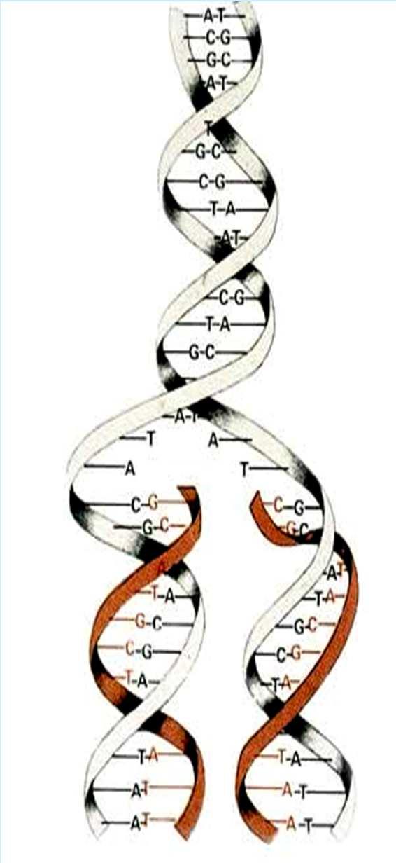 ΒΙΟΧΗΜΕΙΑ ΤΟΥ ΜΕΤΑΒΟΛΙΣΜΟΥ DNA Ο φορέας της